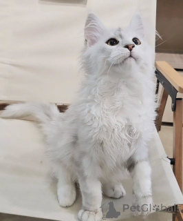 Фото №2 к объявлению №155914 о продаже мейн-кун - купить в Германии заводчик