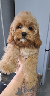 Фото №2 к объявлению №160684 о продаже кавапу - купить в Беларуси 