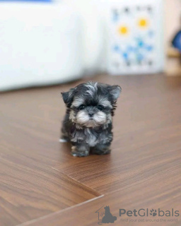 Фото №2 к объявлению №123120 о продаже йоркширского терьера - купить в США заводчик