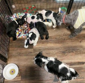 Фото №2 к объявлению №138979 о продаже цвергшнауцера - купить в США частное объявление, заводчик