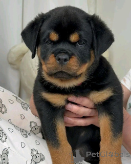 Фото №3. Rottweiler Puppies для усыновления.  США