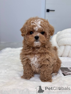 Фото №4. Продажа мальтипу в Виктор Харбор заводчик - цена 68996₽