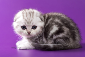 Фото №3. Шотландские котята - серебристый мраморный мальчик. Беларусь