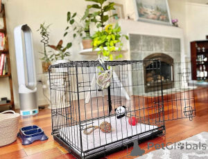 Фото №1.  - купить в Андерлехт за договорная. Объявление №161686