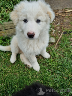 Фото №2 к объявлению №152382 о продаже беспородную - купить в Германии заводчик