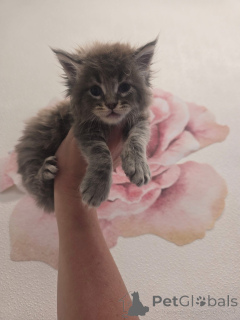 Фото №2 к объявлению №157146 о продаже мейн-кун - купить в Великобритании заводчик