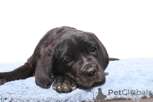 Фото №2 к объявлению №140504 о продаже кане-корсо - купить в Румынии заводчик