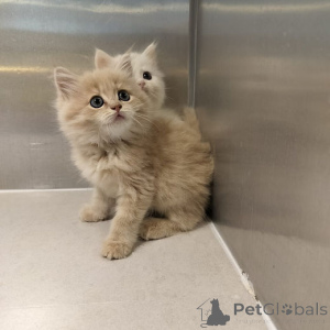 Фото №1. мейн-кун - купить в Берлине за 18553₽. Объявление №160202