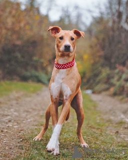 Фото №4. Продажа беспородную в Санкт-Петербурге частное объявление - цена Бесплатно