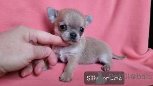Фото №3. Чихуахуа голубо-палевый мальчик.  Россия