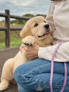Фото №2 к объявлению №158049 о продаже золотистого ретривера - купить в Германии заводчик
