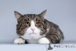 Фото №2 к объявлению №161457 о продаже  - купить в России частное объявление