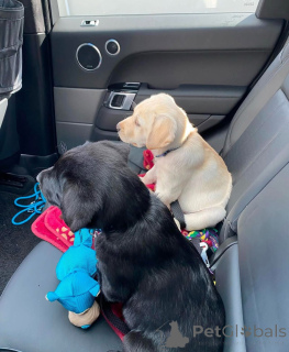 Фото №2 к объявлению №155343 о продаже лабрадор-ретривера - купить в Великобритании частное объявление