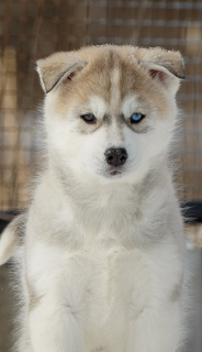 Дополнительные фото: Продаются красивенные, породные, активные, залюбленные щенки сибирский хаски.