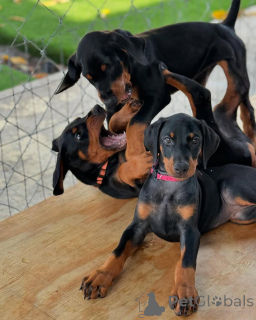 Фото №1. доберман - купить в Гейленкирхен за договорная. Объявление №162367