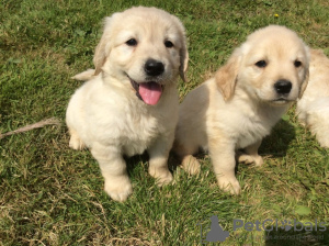 Фото №3. Beautiful golden retriever puppies for free adoption.  Германия