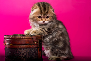 Дополнительные фото: Шотландские вислоухие котята - мраморная девочка