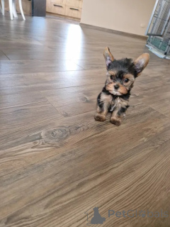 Фото №4. Продажа йоркширского терьера в Niepołomice заводчик - цена 88129₽