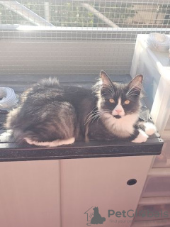 Фото №4. Продам мейн-куна в Chemnitz частное объявление - цена 27830₽