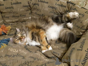 Фото №4. Продам  в Москова частное объявление - цена Бесплатно