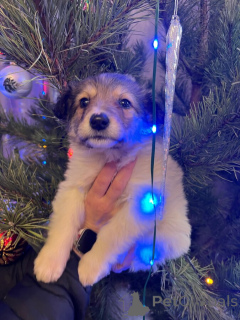 Фото №3. Чудесная малышка Снежа ищет дом. В добрые руки..  Россия