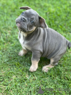 Дополнительные фото: Puppies for sale Very cute French bulldog puppies