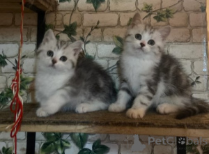 Фото №1. манчкин - купить в Мюнхене за договорная. Объявление №161193