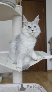 Фото №4. Продам мейн-куна в Арел заводчик - цена договорная