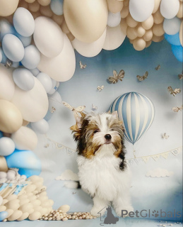 Фото №2 к объявлению №158573 о продаже бивер-йоркширского терьера - купить в Беларуси частное объявление