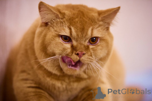 Фото №4. Продам британскую короткошёрстную в Амстердам заводчик - цена договорная