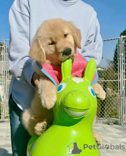 Фото №3. Эти милые щенки золотистого ретривера ищут свою семью! Они игривые, любящие и.  Швейцария