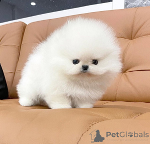 Фото №4. Продажа померанского шпица в Берлине заводчик - цена договорная