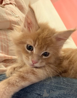 Фото №3.  Magnificent Maine Coon Kitten!!..WhatsApp me on 447453907158. Мальта