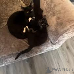 Фото №1. бомбейская - купить в Тампере за 53805₽. Объявление №164943