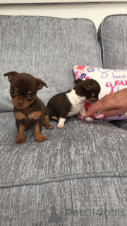 Фото №4. Продажа чихуахуа в Юри частное объявление - цена 61226₽