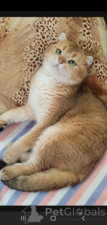 Фото №3. Шотландская. Россия