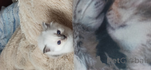 Фото №2 к объявлению №136049 о продаже священная бирма - купить в Испании из питомника, заводчик