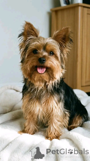 Фото №1.  - купить в Огайо за договорная. Объявление №162953