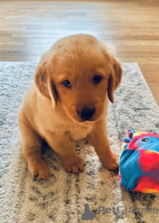 Фото №2 к объявлению №161571 о продаже золотистого ретривера - купить в Люксембурге частное объявление, заводчик