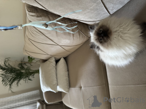 Фото №3. *Сибирские лесные кошки ищут любящие дома*. Германия