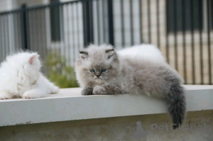 Фото №2 к объявлению №138922 о продаже гималайская кошка - купить в Германии заводчик
