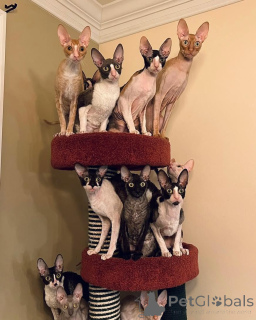 Фото №1. корниш рекс - купить в Фридберг (Гессен) за договорная. Объявление №164207