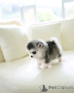 Фото №2 к объявлению №137181 о продаже сибирского хаски - купить в Германии частное объявление, заводчик