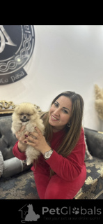 Фото №2 к объявлению №141367 о продаже померанского шпица - купить в Сербии заводчик