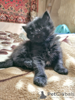 Фото №3. Продам котенка ( девочка). Узбекистан