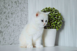 Фото №3. Шикарные британские котята. Беларусь