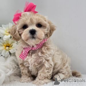 Фото №1.  - купить в Бад Вильдунгене за 32468₽. Объявление №152920