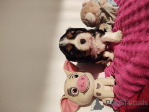 Фото №2 к объявлению №135162 о продаже кавалер-кинг-чарльз-спаниеля - купить в Польше частное объявление