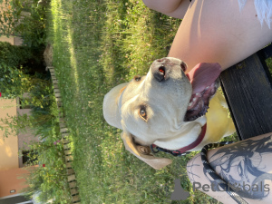 Фото №3. Продам собаку, кане корсы.  Чехия