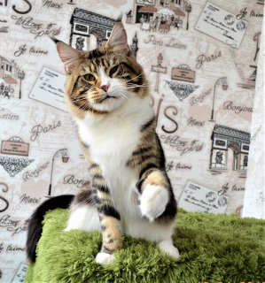 Фото №3. Шикарный звездный обаятельный молодой кот. Украина